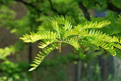 Gleditsia triacanthos 'Sunburst' - dřezovec trojtrnný - listy a pučící květenství